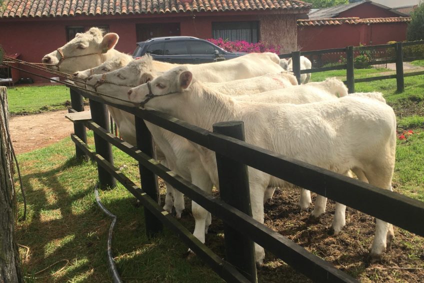 CHAROLAISE-VTA-2020-848x566-1