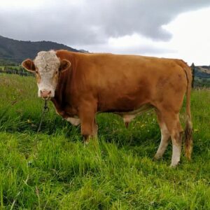 REPRODUCTOR SIMMENTAL