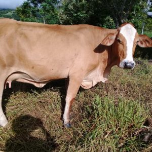 vacas simbrah colombia suganado.com