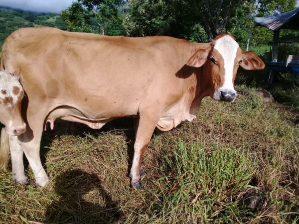 vacas simbrah colombia suganado.com