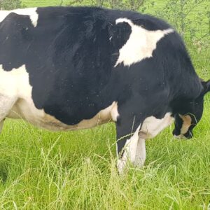 Vneta de novillas Holstein con 7 meses de gestación