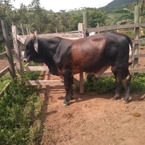 Filemon