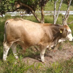 PATEMASO