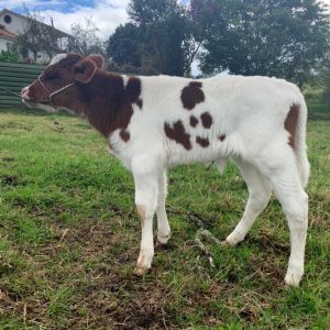 Ternero Holstein Rojo para reproductor nació el 15 de Junio