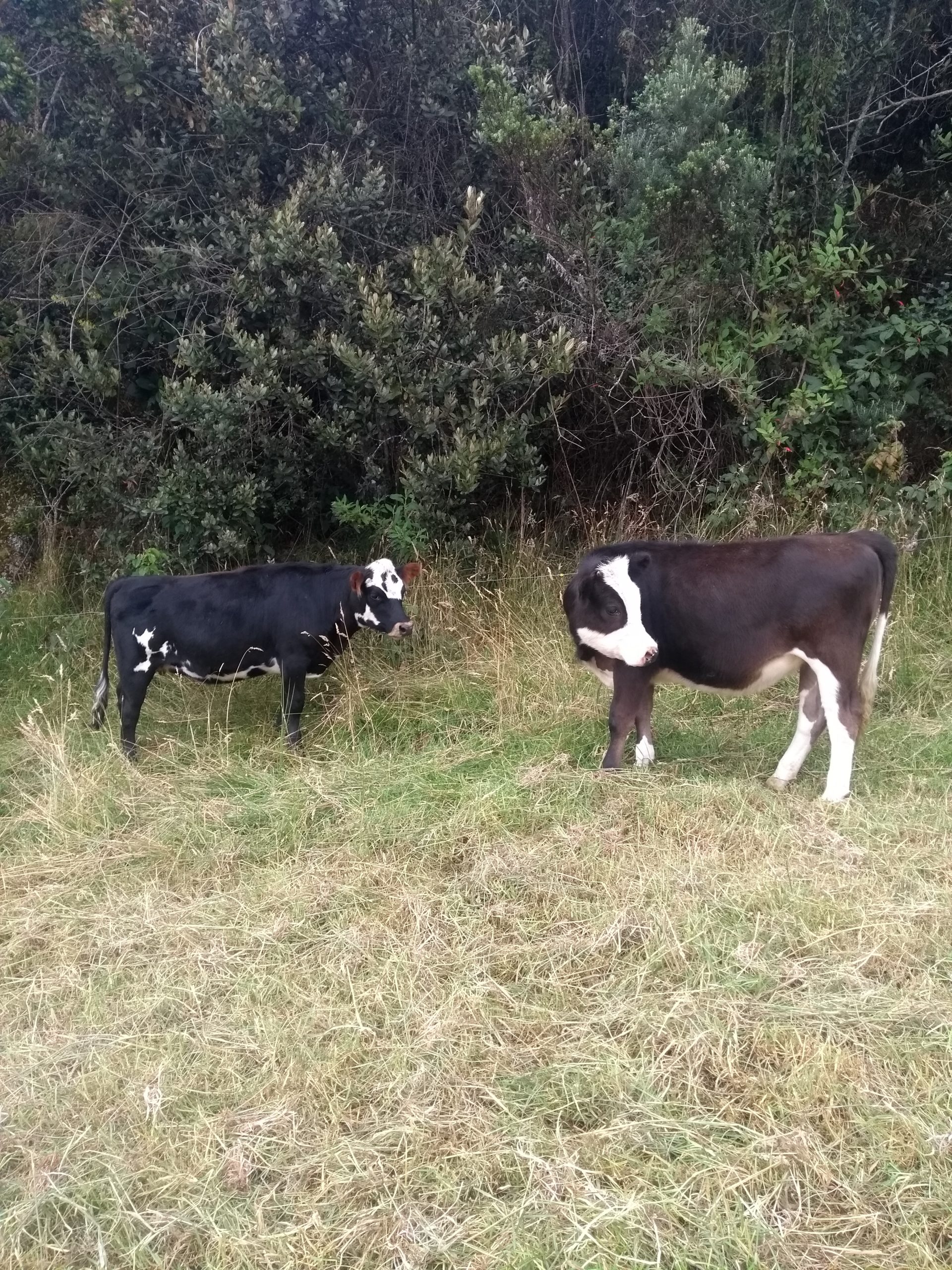 IMG_20190811_095401069