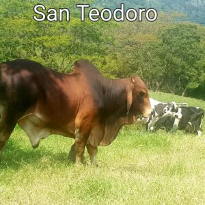 SAN-TEODORO-FOTO-1