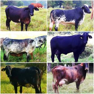 Venta de vacas y novillas girolandasf1 y 5/8 excelente clase y genetica lechera inf 3208537757 transporte y envios a todo el pais ventas online