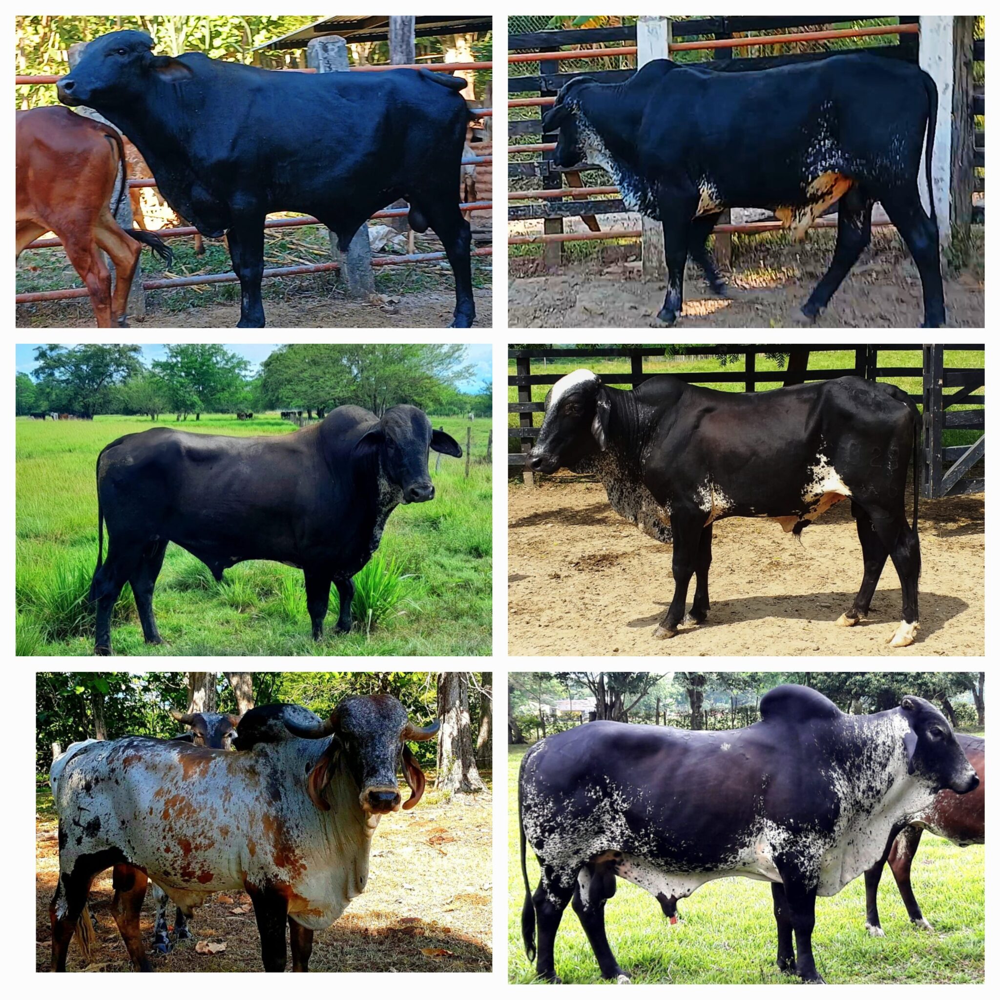 Toros Razas Venta de toros y toretes razas gyr brasil giroland plus holstein trop ...