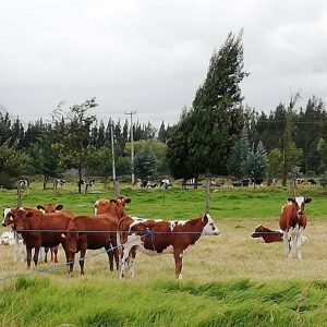 Picture of Eldescanso