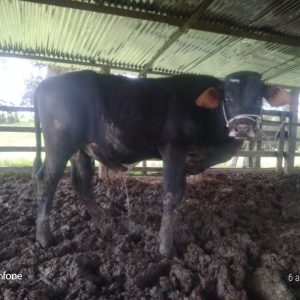 Toro-2