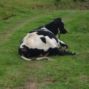 Vendo vaca 17 meses con 7 meses de preňada
