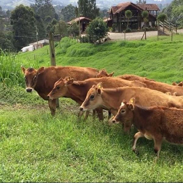 en-Venta-Extraordinarias-Terneras-Jersey-y-jerhol-20190906070100.8125180015