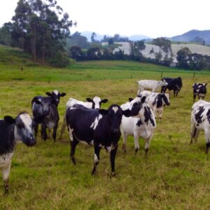 bon-x-holstein7