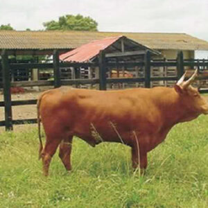 sanmartinero-1