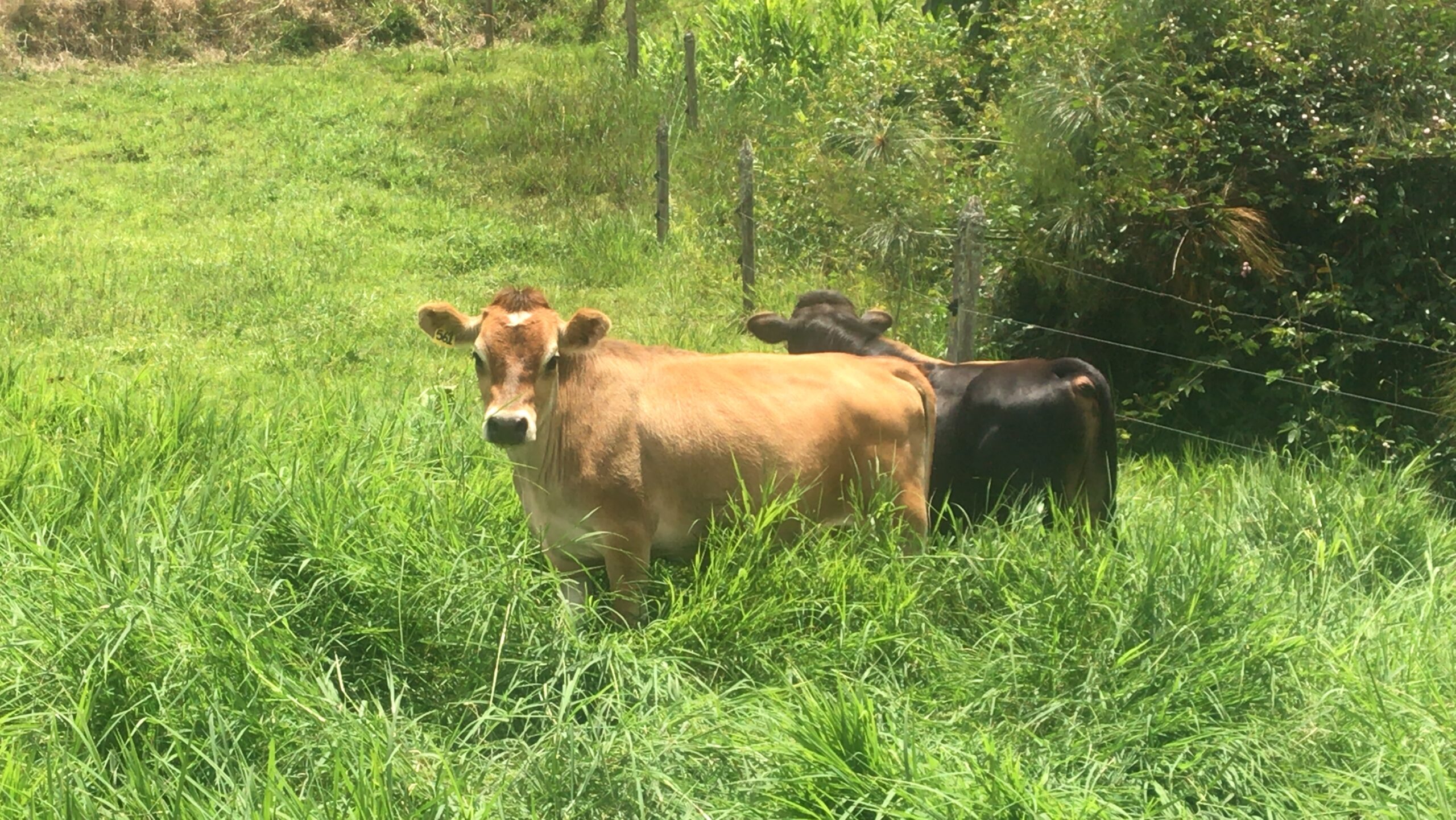 FCBC039B-006F-4249-817F-DDA2564B0DA3