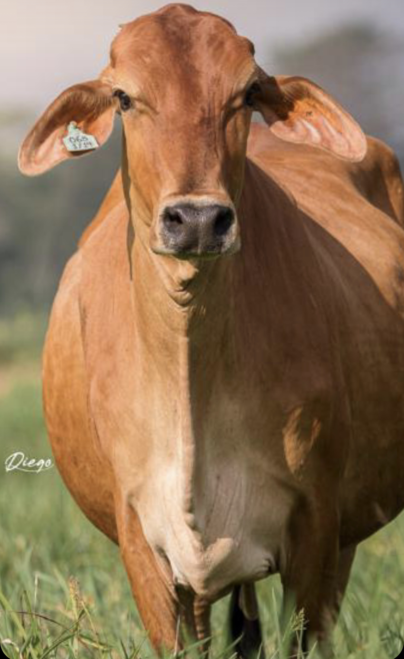 5ED44265-92FF-496E-B471-5CA5B838D1AB_1_201_a-1