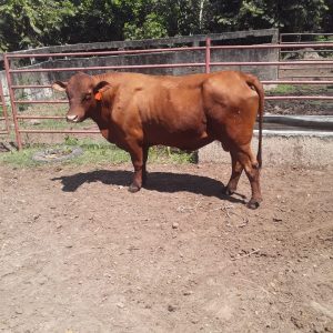 2020-8-finca-cambio1