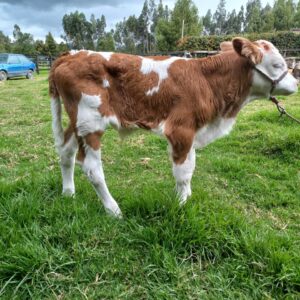 SIMMENTAL-JUNIO-2022