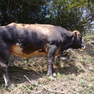 FINCA-TORETE