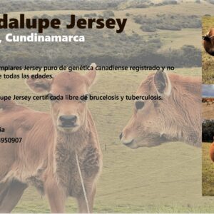 Guadalupe-Jersey-1