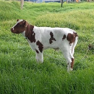 Vendo Hermoso ternero Ayrshire por Holstein