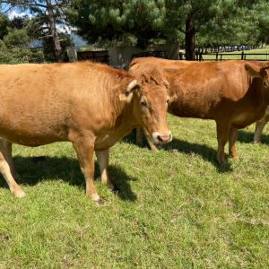 Venta de 5 vacas Limousin
