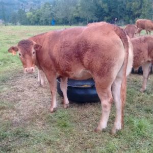 Venta de vacas Limousin preñadas 2do parto