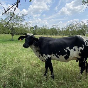 Vende espectacular lote vacas lecheras