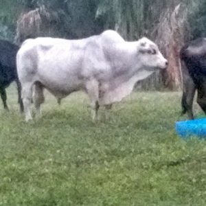 Vendo excelente toro edad 5 años cualquier propósito raza charolais x brahman 670kg