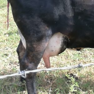Picture of Mauricio LLoreda Rojas