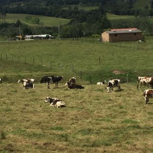Venta lote vacas y terneras normando. Macho Ayrshire y Holstein rojo.