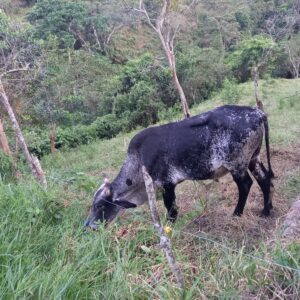 venta