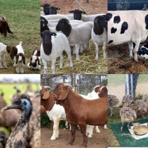 livestock