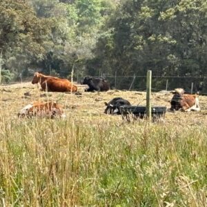 lote-1