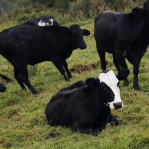 0fe49076-7276-4345-bfe8-44be8178ba73-2