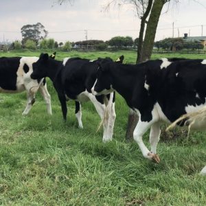 En venta 4 novillas Holstein listas para servicio