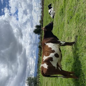 últimas novillas Holstein inseminadas de buen ejemplar