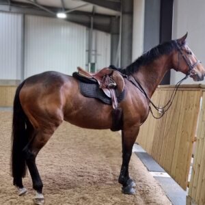 Thoroughbred-4