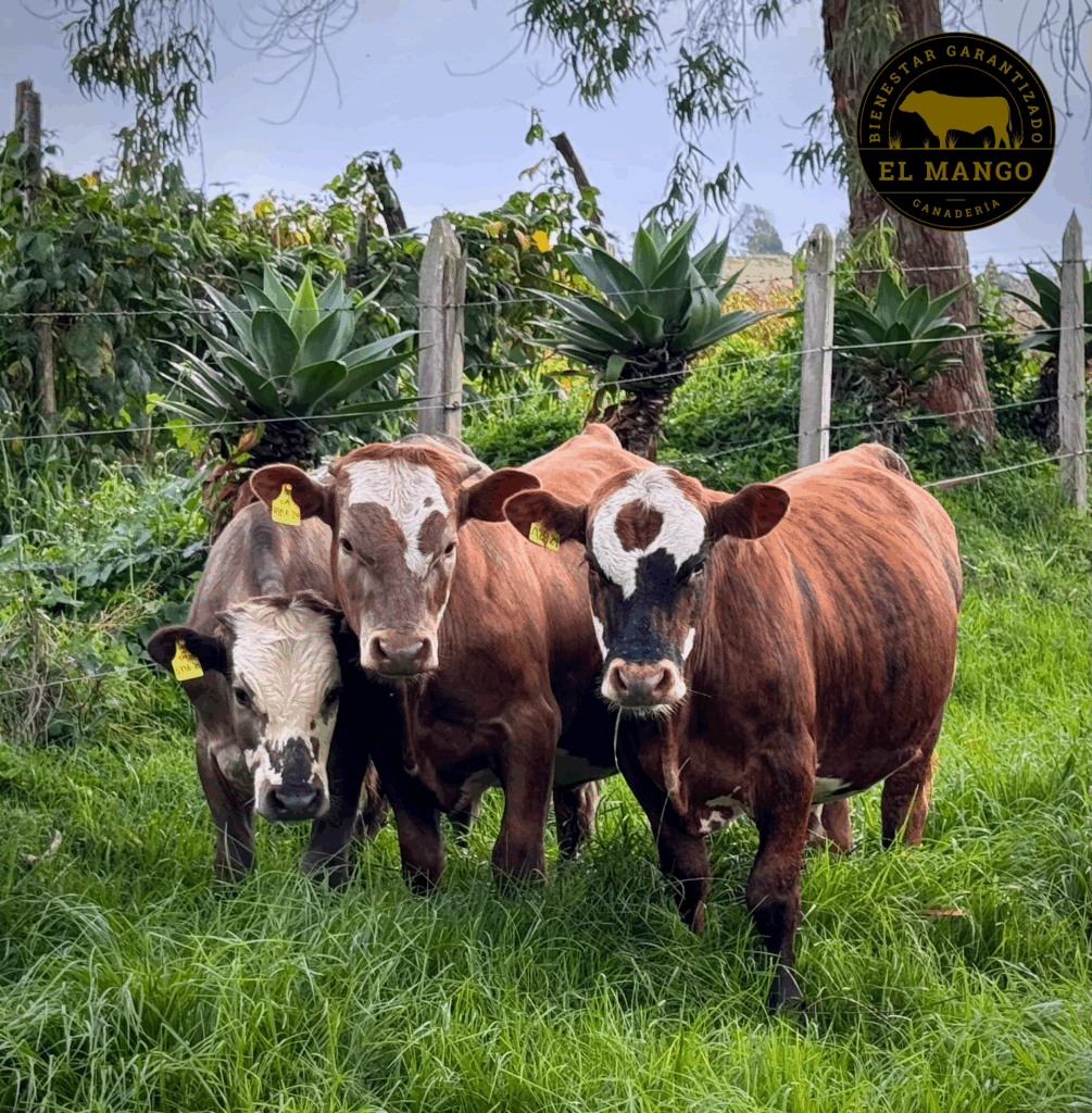 Taueritos Ranch En venta – 3 taurinos de excelente calidad - SUGANADO
