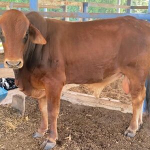 WhatsApp-Image-2025-12-28-at-7.11.37-PM1-1