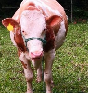Ejemplar Simmental por Holstein