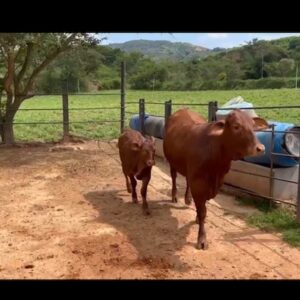 thumbnail_IMG_2433