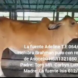 ADELINE